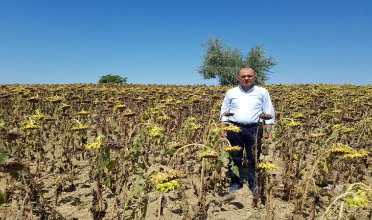 “AYÇİÇEKLER BODUR, BUĞDAY VE ARPADA ZARAR BÜYÜK”