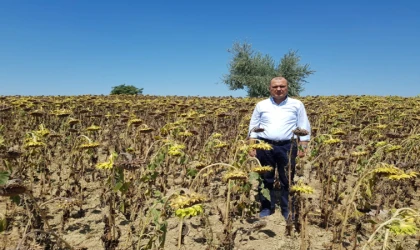 “AYÇİÇEKLER BODUR, BUĞDAY VE ARPADA ZARAR BÜYÜK”